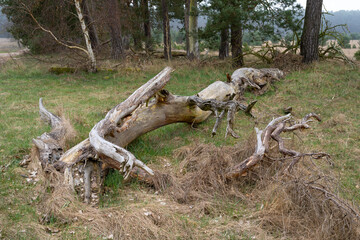 Europa, Deutschland, Mecklenburg-Vorpommern, Mecklenburgische Seenplatte, Müritz Nationalpark, Totholz, Baumstamm entrindet
