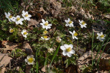 Deutschland, Mecklenburg-Vorpommern, Mecklenburgische Seenplatte, Müritz Nationalpark, Buschwindröschen (Anemone nemorosa)