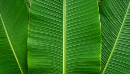 Banana leaf with graphic symmetry