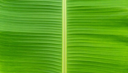 Close-up macro of fresh tropical green banana leaf texture with natural vein patterns