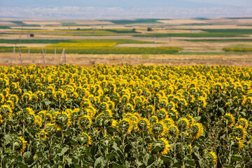 sunflower field and close-up sunflowers