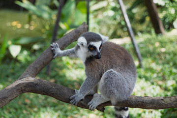 Lemurs at the Khao Kheo Outdoor Zoo in Thailand
