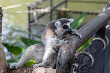 Lemurs at the Khao Kheo Outdoor Zoo in Thailand