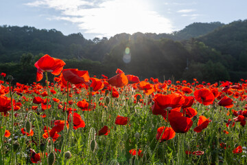 A riverfront view on a spring day full of red poppies, cornflower, babys breath and spring flowers. A view of the Akyang banks near the Namgang River in Haman-gun, Gyeongsangnam-do, Korea.