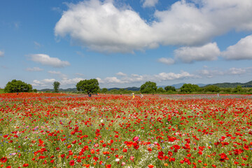 A riverfront view on a spring day full of red poppies, cornflower, babys breath and spring flowers. A view of the Akyang banks near the Namgang River in Haman-gun, Gyeongsangnam-do, Korea.