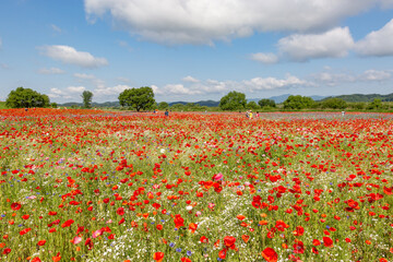 A riverfront view on a spring day full of red poppies, cornflower, babys breath and spring flowers. A view of the Akyang banks near the Namgang River in Haman-gun, Gyeongsangnam-do, Korea.