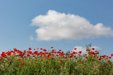 A riverfront view on a spring day full of red poppies, cornflower, babys breath and spring flowers....