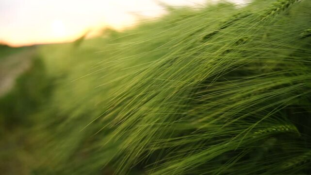 Barley Field Agriculture Sunset: Lush green barley field at sunset, showcasing agricultural growth.