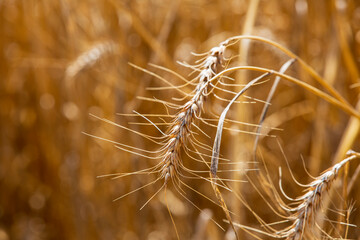 Wheat field and harvest time