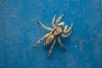 A close-up of a Grey Wall Jumper (Menemerus bivittatus) resting on a vibrant blue wall. The spider's two-striped body pattern stands out against the bright background. Ideal for nature themes