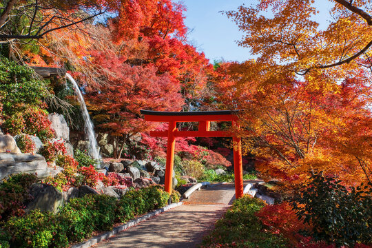 Torii gate and waterfall by autumn garden at Katsuoji temple, Osaka