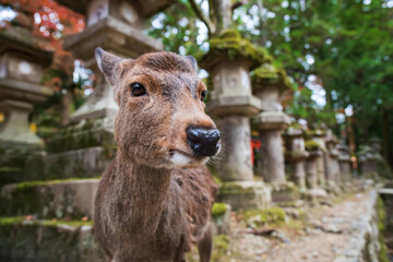 Obraz premium Cute deer by lantern in park of Kasuga Taisha Shrine in autumn, Nara