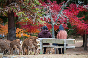 Tourist people feed food to group of deer in Nara park at autumn, Japan