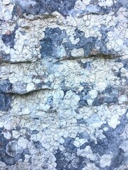 Lichen on weathered stone surface. Natural texture background.