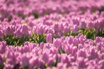 Fototapeta premium herausstechende Tulpe im Rosa Tulpenfeld