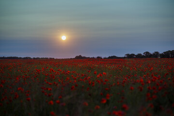Beautiful girl with black hair and short red dress posing in poppy field of flowers.