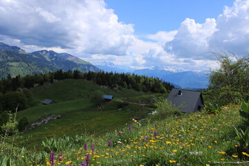 prairies alpestres avec fleurs de montagne,  et chalets d'alpage au printemps, en montagne, sur le plateau de Plaine Joux , situé dans le Chablais, en Haute Savoie
