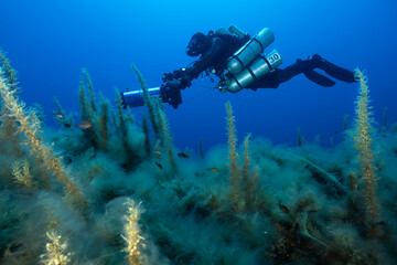 alghe Sargassum vulgare con vescicole e sullo sfondo sub con rebreather e dpv