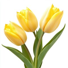 Fototapeta premium Yellow tulips with leaves, isolate on white background.