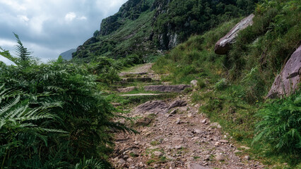 A rugged, rocky trail with stone steps climbs upward along the green, vegetated hillside of Strickeen. Ferns grow densely along the pathway as it winds into the Irish landscape.