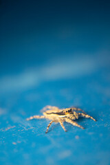 A close-up of a Grey Wall Jumper (Menemerus bivittatus) resting on a vibrant blue wall. The spider's two-striped body pattern stands out against the bright background. Ideal for nature themes