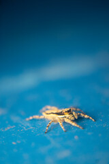 A close-up of a Grey Wall Jumper (Menemerus bivittatus) resting on a vibrant blue wall. The spider's two-striped body pattern stands out against the bright background. Ideal for nature themes