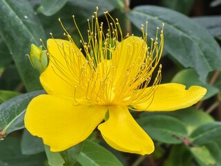 yellow flower in the garden