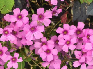pink flowers in the garden