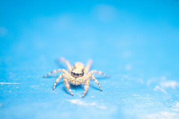 A close-up of a Grey Wall Jumper (Menemerus bivittatus) resting on a vibrant blue wall. The spider's two-striped body pattern stands out against the bright background. Ideal for nature themes