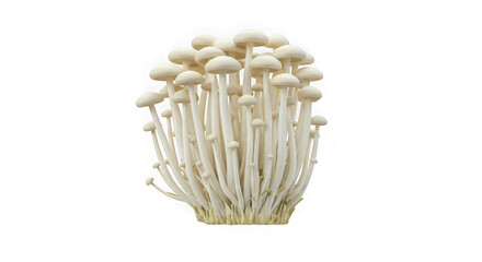 Bunashimeji Mushrooms: A Detailed Visual Guide to this Popular Edible Fungus