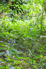 Early Summer Breeze in a Lush Green Forest