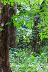 Early Summer Breeze in a Lush Green Forest