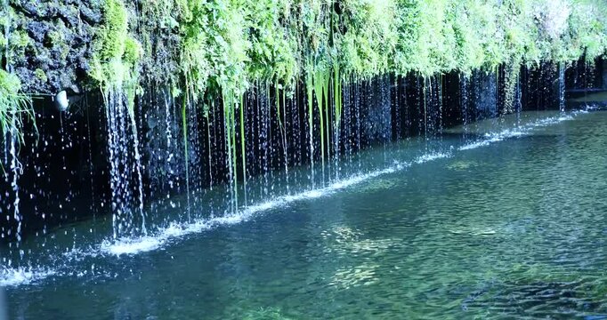 忍野八海 中池