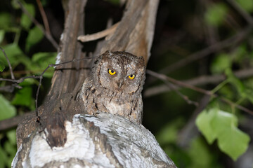 Eurasian scops owl, Otus scops. Evening, a bird sitting on a tree trunk, looking down