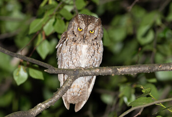Eurasian scops owl, Otus scops. It's evening, a bird sits on a tree branch, feathers fluffed up