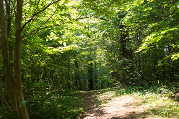 Obraz premium 日本の岡山県と鳥取県にまたがる三平山の美しい初夏の風景