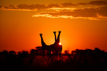 Three giraffes silhouetted against a blazing orange sunset in the African savannah. Ideal for: safari campaigns, wildlife storytelling, conservation visuals, and dramatic travel imagery.
