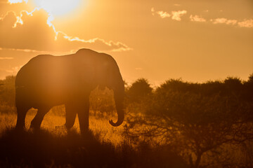 Silhouette of elephant bull in warm golden sunset light at Nxai Pan, Botswana. Ideal for: wildlife photography, safari visuals, nature conservation and African landscapes.