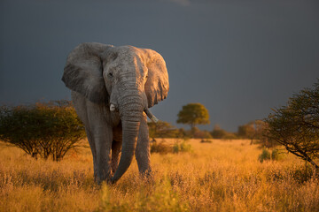 Portrait of an elephant bull standing in golden light against dar background in Nxai Pan, Botswana. Ideal for: wildlife conservation, safari travel visuals, and African nature publications.