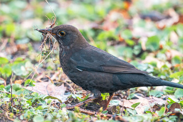 a blackbird collects material to build a nest