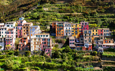 Manarola et ses vignes