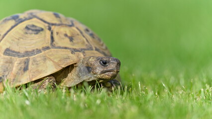 Portrait of Testudo hermanni aka Hermann's tortoise in the grass. Close-up portrait.