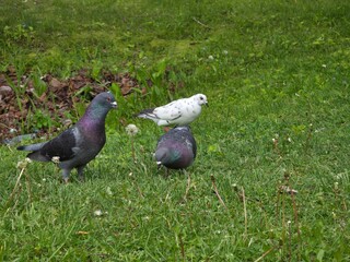 A group of beautiful pigeons searching for food on a green grass field in the central park