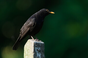 Eurasian blackbird aka The common blackbird or Turdus merula in the garden.
