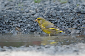 Chloris chloris aka The European greenfinch in puddle. Nature of Czech republic.