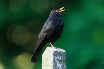 Eurasian blackbird aka The common blackbird or Turdus merula close-up portrait. Singing with open...