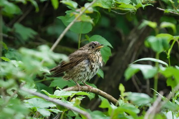Song thrush aka Turdus philomelos young baby get soaked during spring rain.