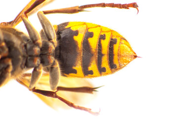 A detailed close-up of a wasp with yellow and black stripes, showcasing its delicate wings,...