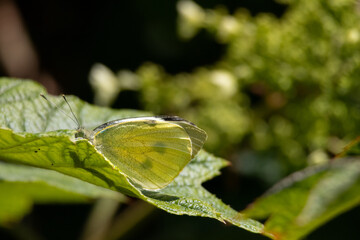 Large white butterfly cabbage white on leaf