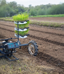 Vegetable transplanter robotic  while inserting seedlings on ground in farmland.